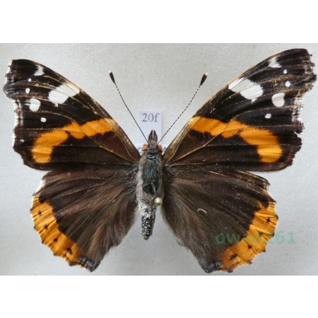 Vanessa atalanta (Linnaeus, 1758) Rusałka admirał Czech20f